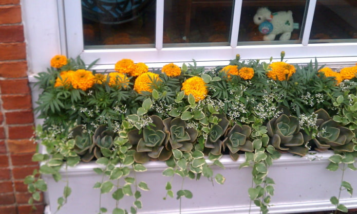 flowerbed on the balcony