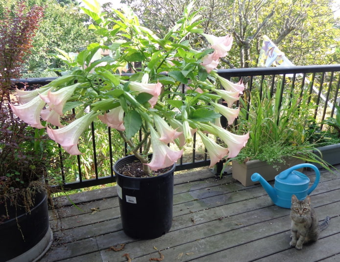 potted datura