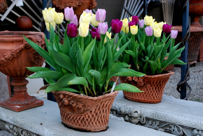 how to grow tulips at home