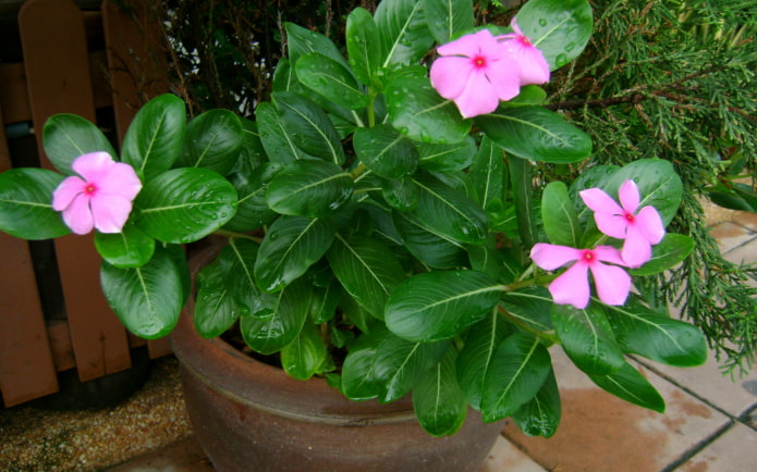 periwinkle in a pot