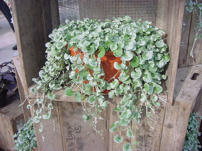 биљка ампела на балкону