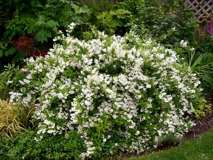 Strauch mit weißen Blüten