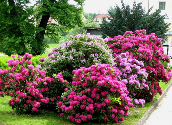 wo man den Rhododendron pflanzt