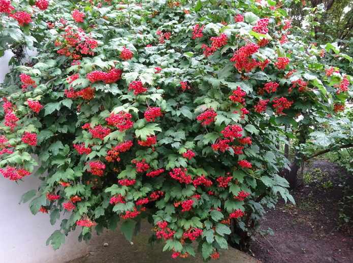 viburnum bush na may mga berry