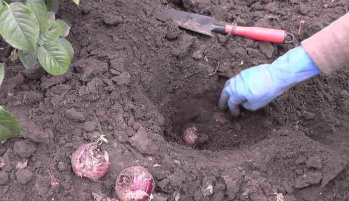 jácintot ültetni a földbe