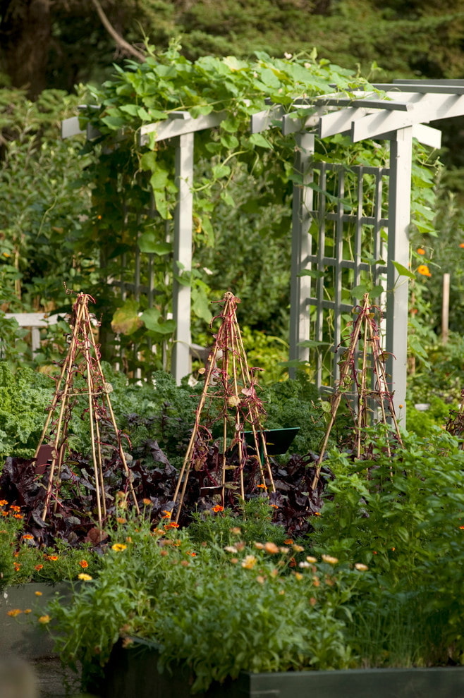 Gitter für Pflanzen