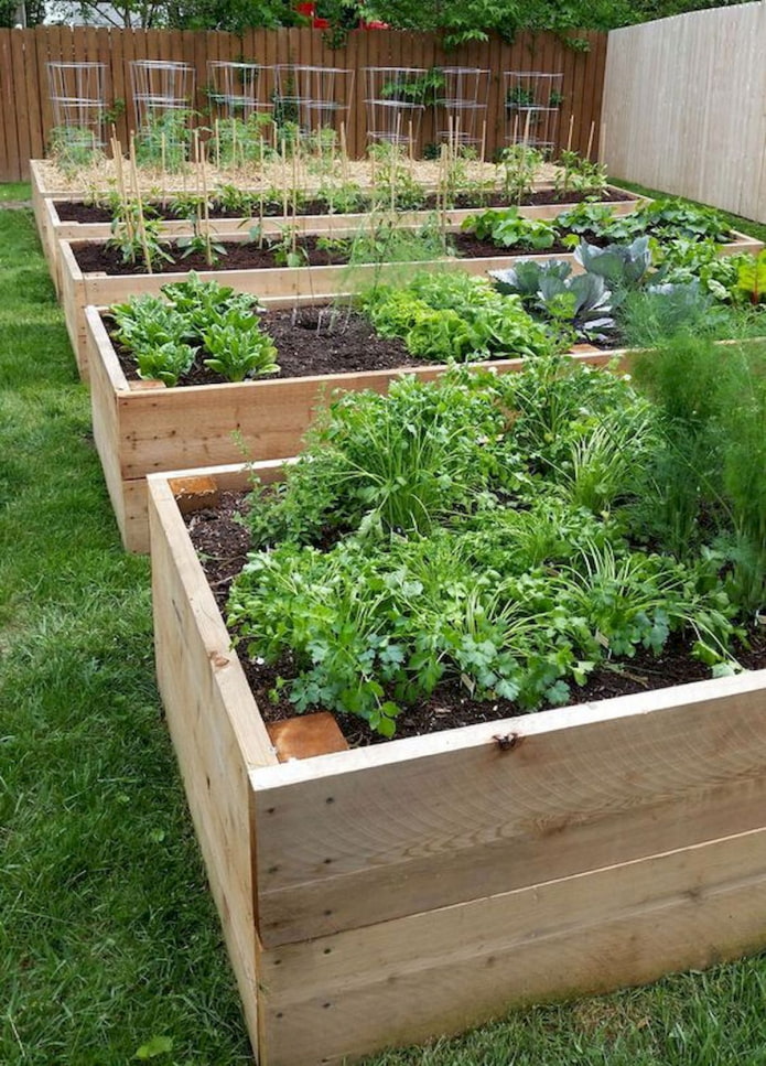 Garden beds with wooden sides