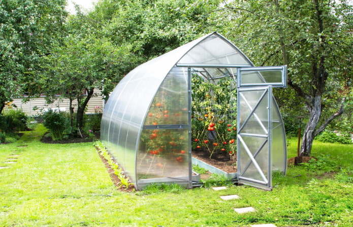 greenhouse with tomatoes in the country