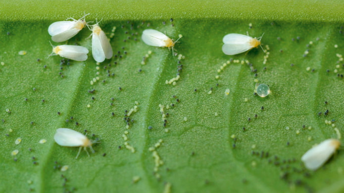 how to get rid of whitefly
