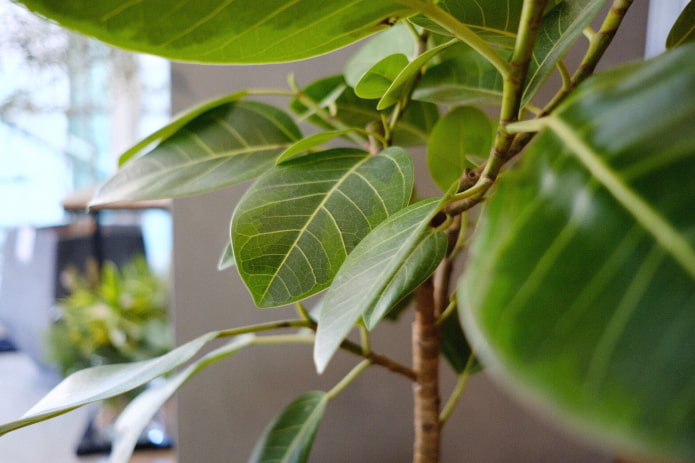 Bengalischer Indoor-Ficus
