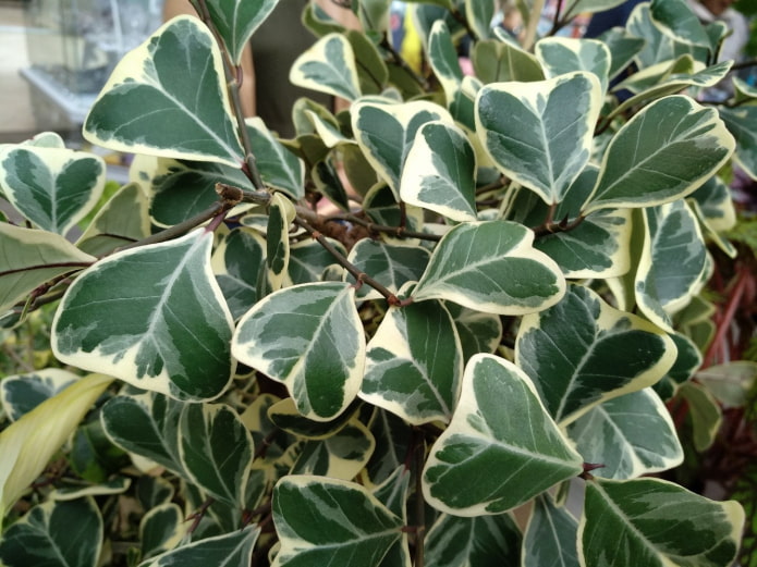 ficus with triangular leaves