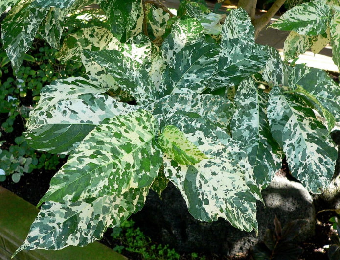 ficus with beautiful leaves
