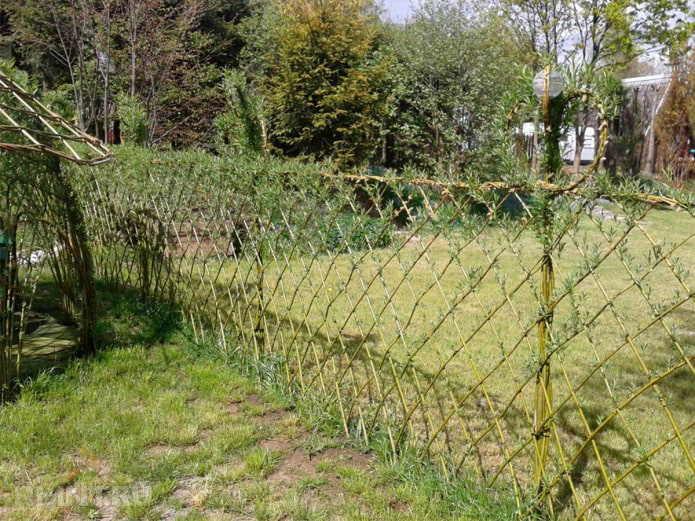 Willow fence