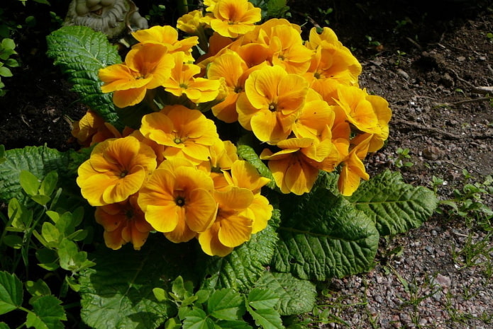 kankalin sárga virágokkal
