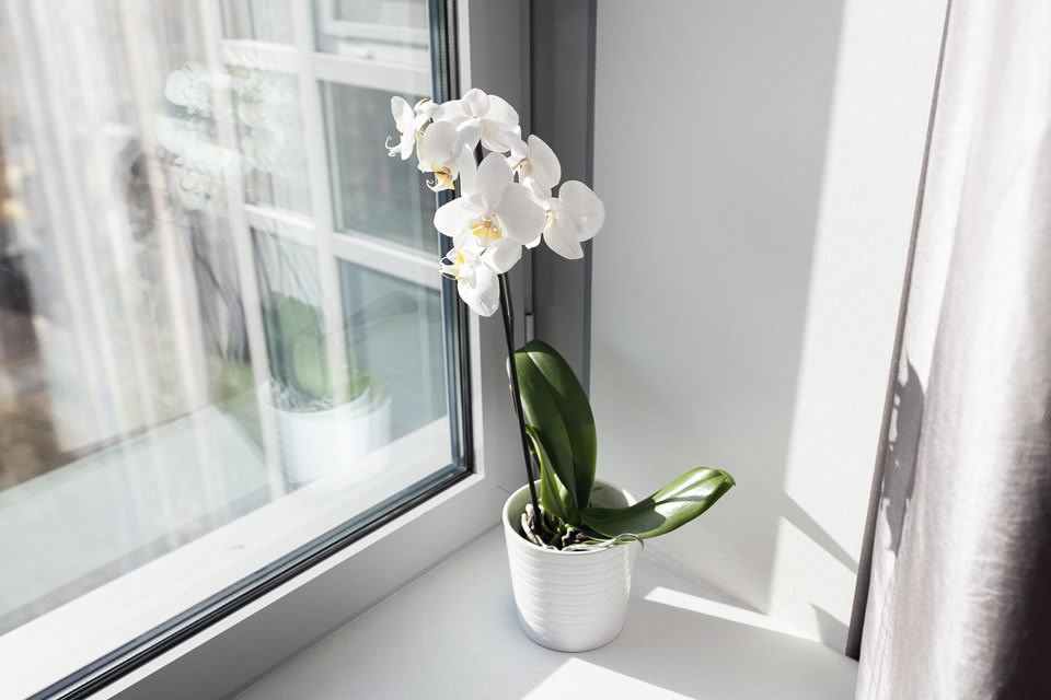 orchid in the design of an apartment of 64 sq. m.