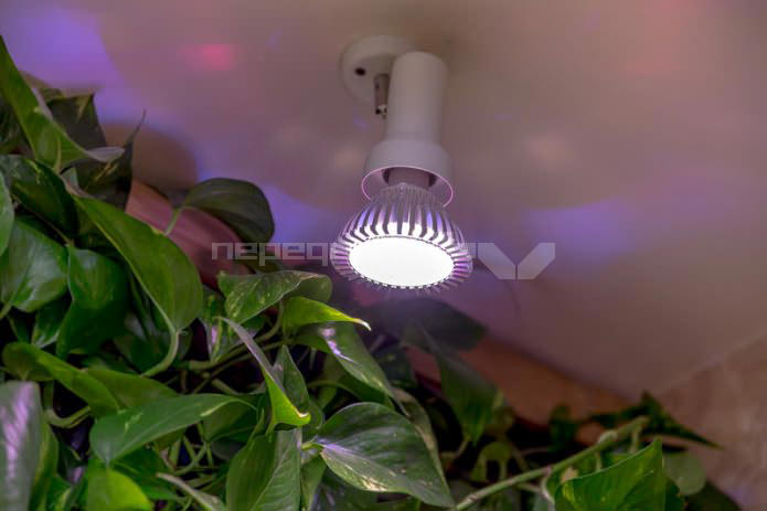 lighting of living plants on the walls in the interior of the bathroom