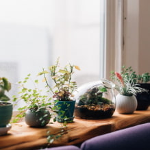 How to decorate a windowsill? Decor options, photo in the interior. -0