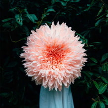 How to make large flowers from corrugated paper? MK step by step-0