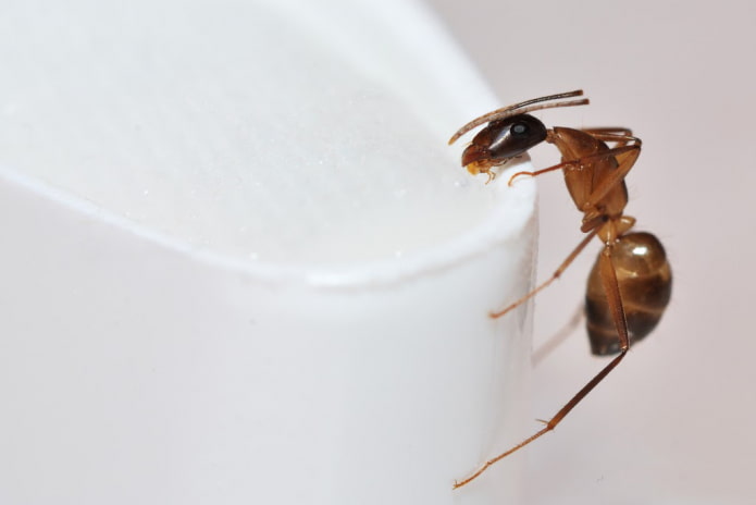 10 dolog, ami vonzza a rovarokat
