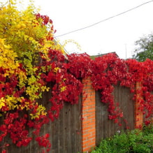 17 fast growing climbing plants for a fence-1
