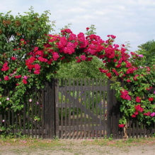 17 fast growing climbing plants for a fence-2
