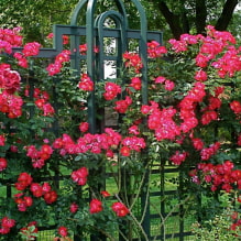 17 fast growing climbing plants for a fence-3