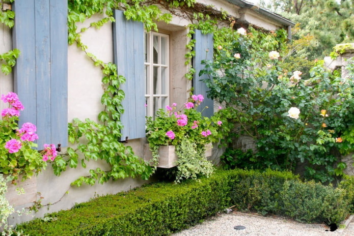 Choosing the best varieties of climbing plants for summer cottages