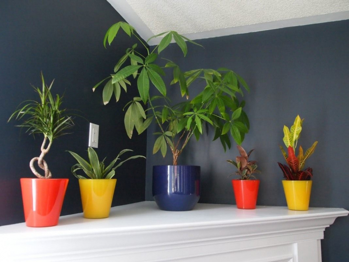 Shade-loving indoor plants