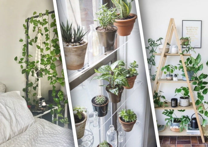 How to decorate a house with plants beautifully?