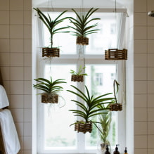 Milyen növényeket válasszon a fürdőszobához? -4