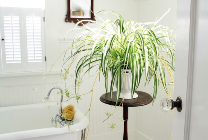 What plants to choose for the bathroom?