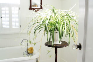 Milyen növényeket válasszon a fürdőszobához?