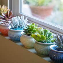 Succulents: varieties and features of keeping at home-1