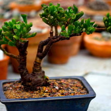 Mga succulent: mga pagkakaiba-iba at tampok ng pagpapanatili sa home-0