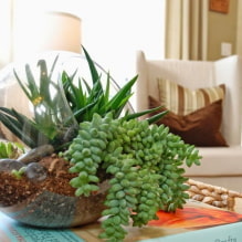 Succulents: varieties and features of keeping at home-2