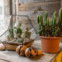 Succulents: varieties and features of keeping at home-4