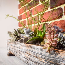 Succulents: varieties and features of keeping at home-5