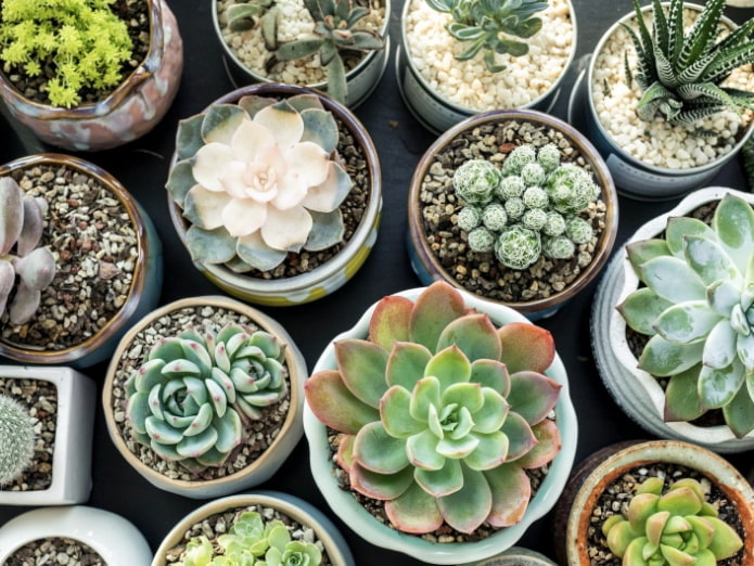 Succulents: varieties and features of keeping at home