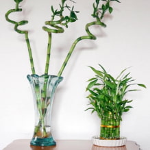 How to care for indoor bamboo? -0