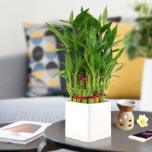 How to care for indoor bamboo? -2
