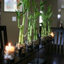 How to care for indoor bamboo? -4
