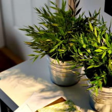 How to care for indoor bamboo? -8