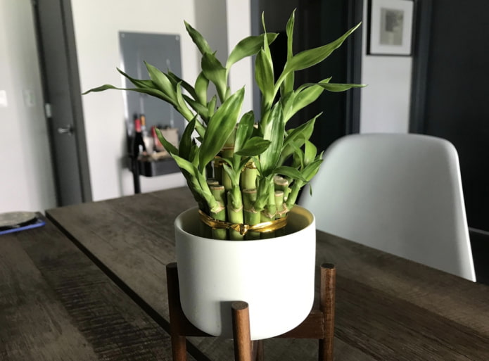 How to care for indoor bamboo?