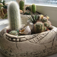Házi kaktuszok-3