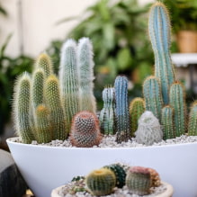 Házi kaktuszok-1