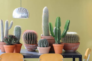 Házi kaktuszok