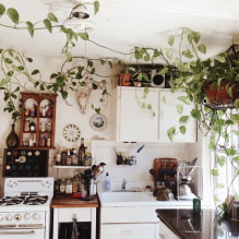 What plants can I use in the kitchen? -3