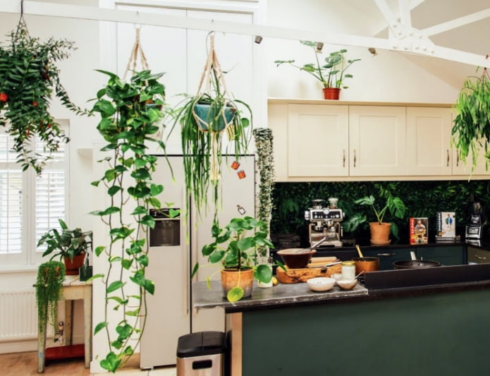 คุณสามารถใช้พืชชนิดใดในครัวของคุณ?