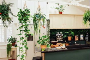 What plants can you use in your kitchen?
