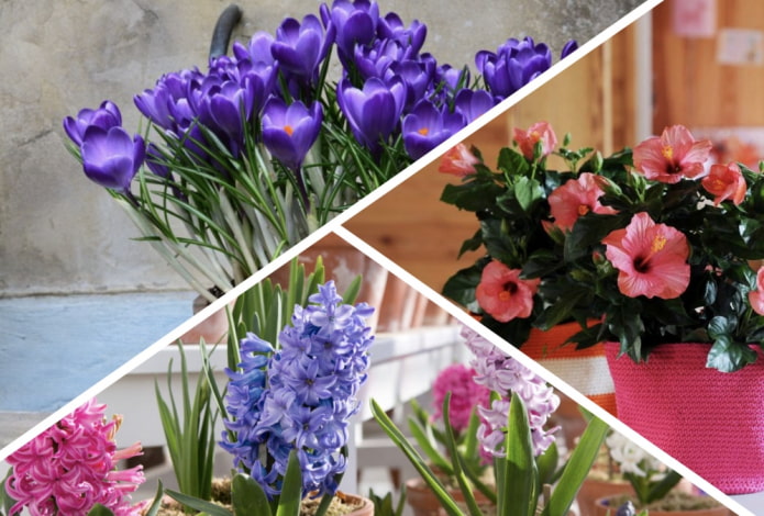 Which houseplants bloom beautifully and don't require much attention?